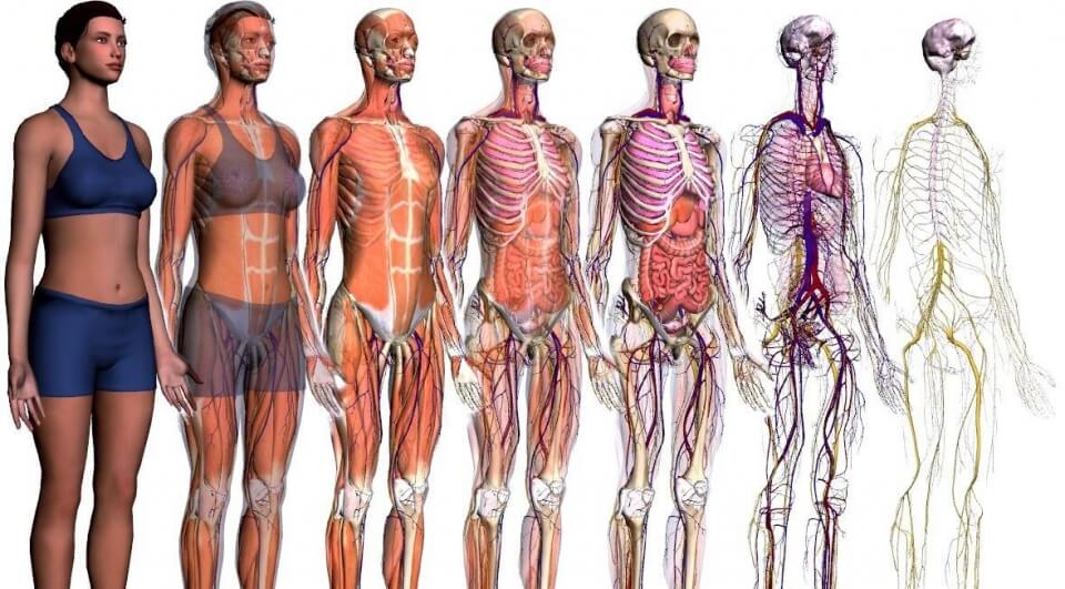 anatomia do corpo humano