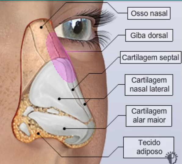 estrutura do nariz - rinoplastia