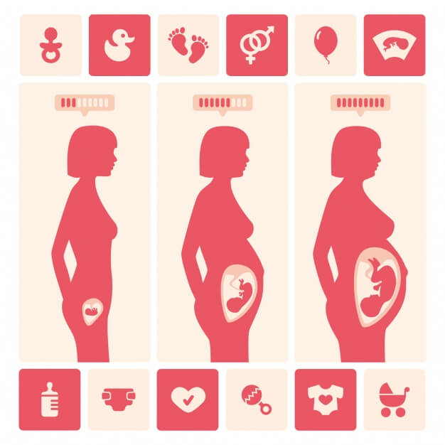 desenho representando as fases da gravidez