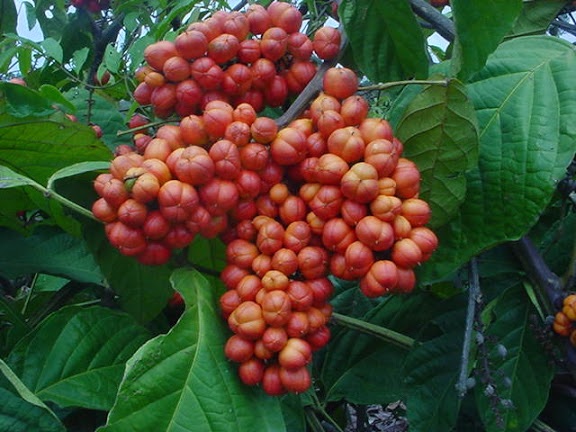 Fruta guaraná, em meio as plantas