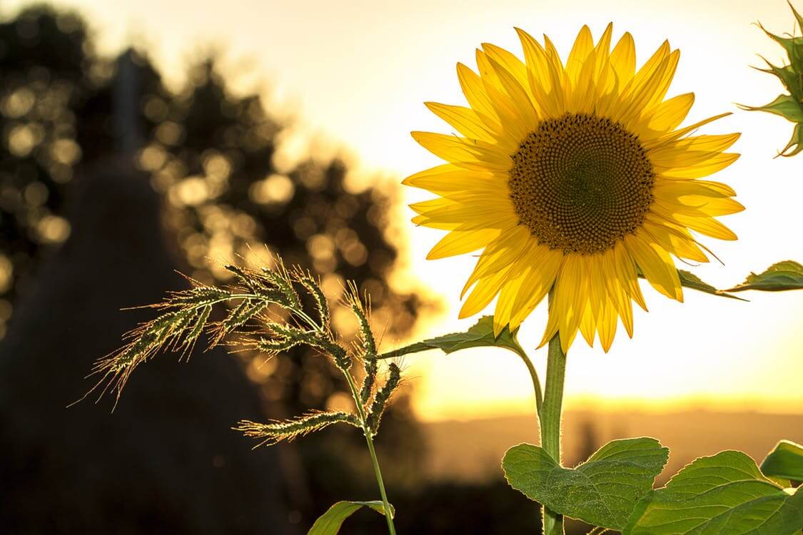 setembro amarelo 