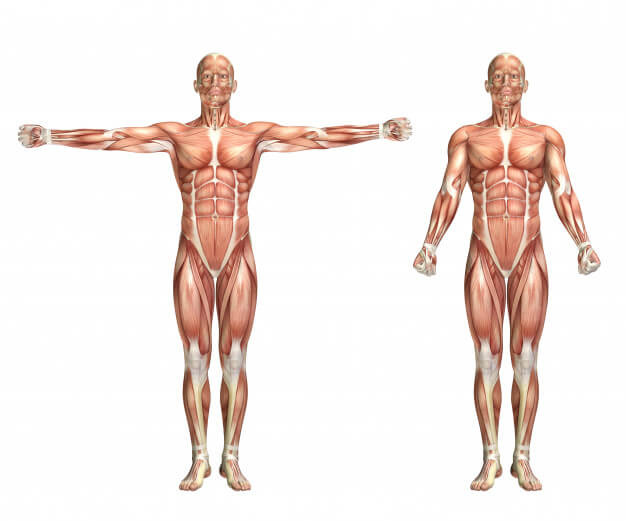 figura em 3d de corpo humano